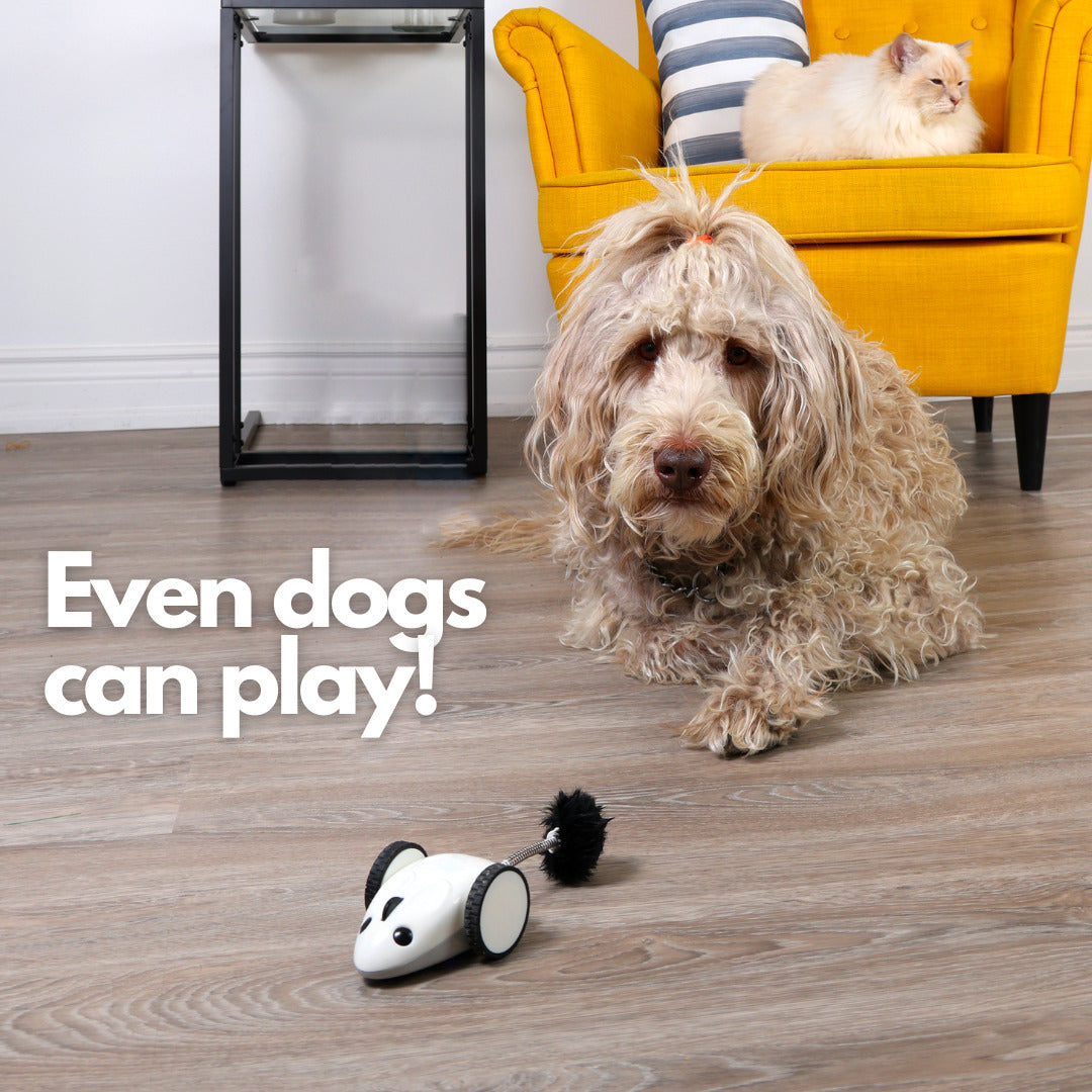 INSTACHEW Purechase Smart Mouse Toy, App Enabled Toy, Chasing Toy, Toy for Cats, Fun Toy, Dog Toy, Remote Control Toy for Pets, Mouse Toy-8