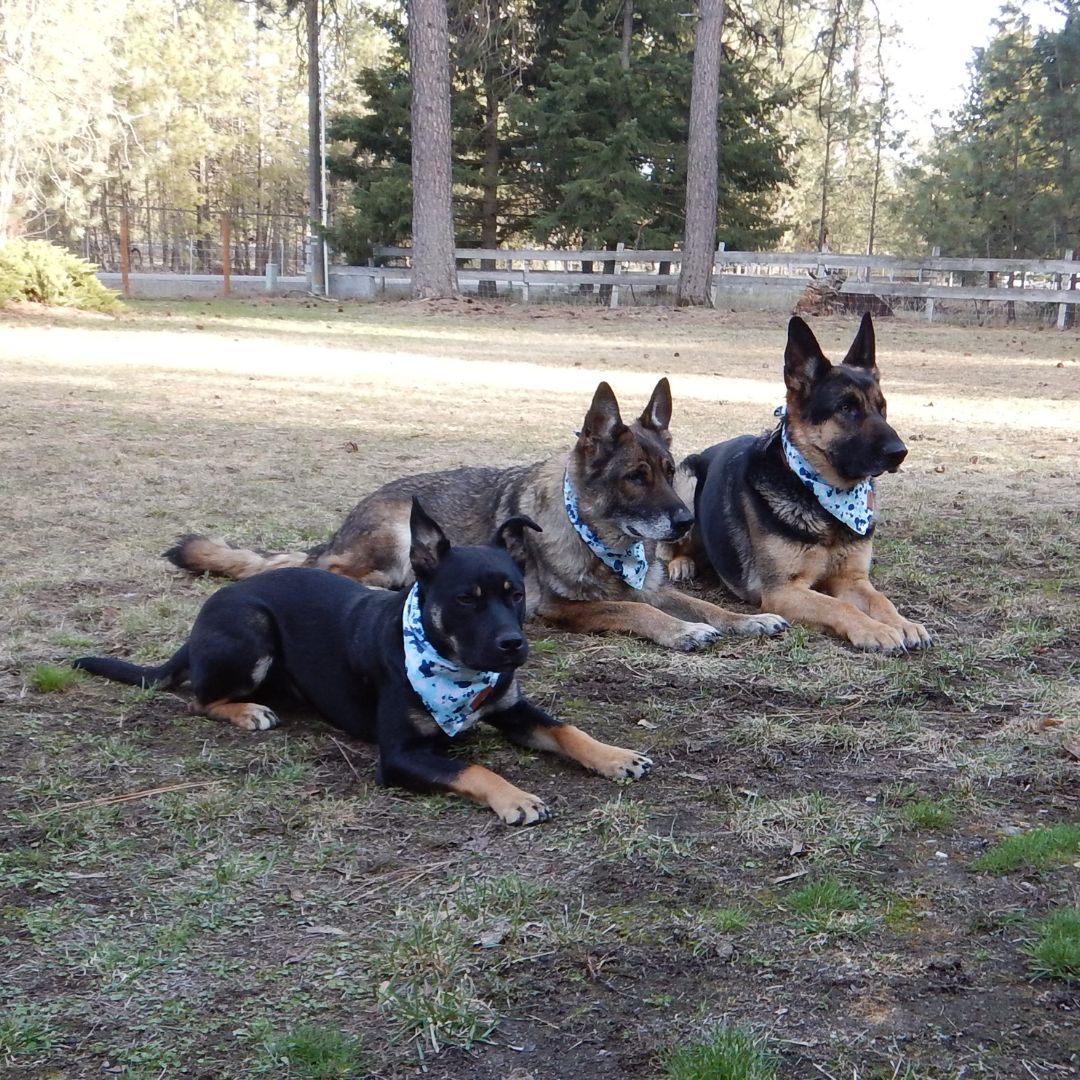 The Paws Corner® Dog Bandana-5