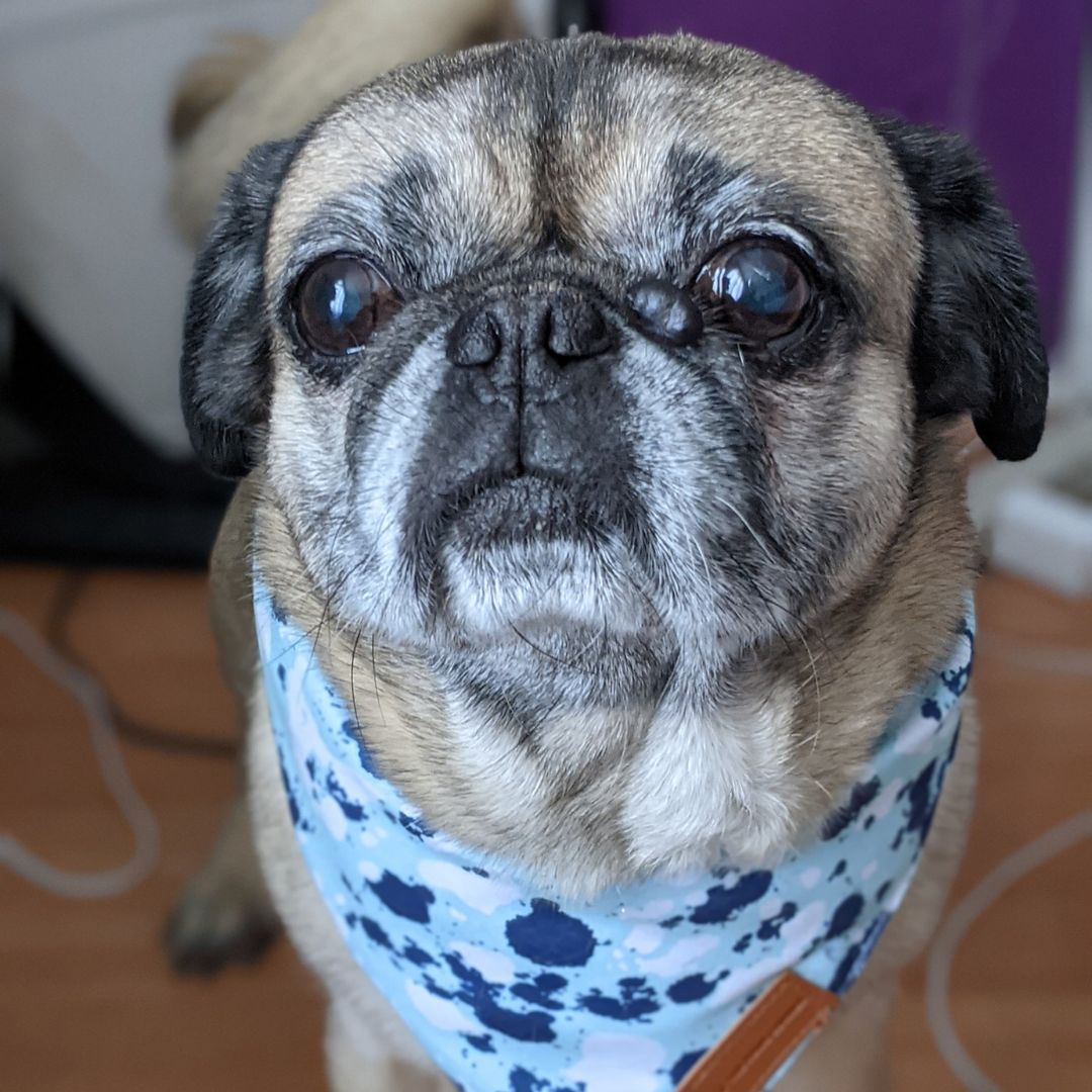 The Paws Corner® Dog Bandana-4