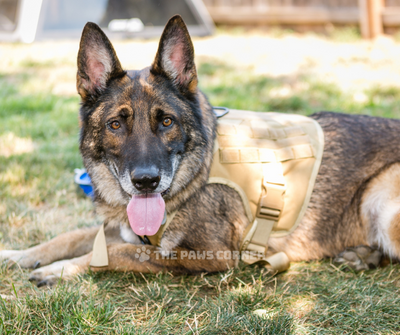 Tactical Dog Harness, Collar, and Leash Set-1
