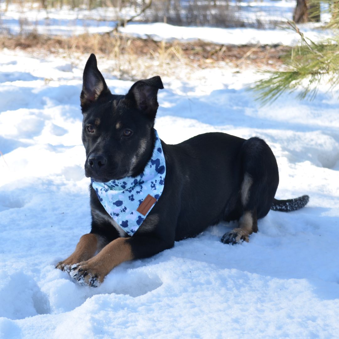 The Paws Corner® Dog Bandana-2