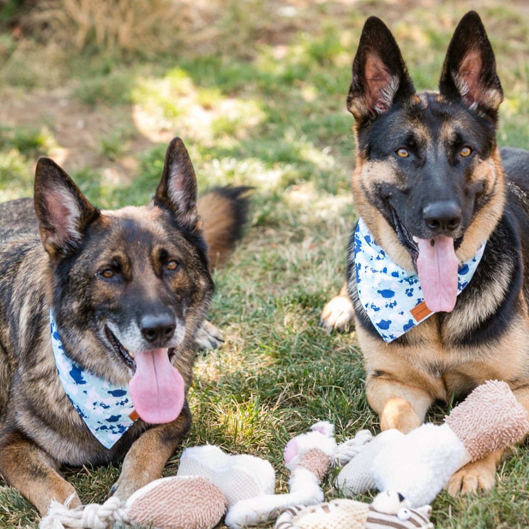 The Paws Corner® Dog Bandana-3