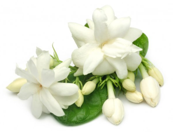 ORGANIC DEODORANT- JASMINE FRAGRANCE - FOR WOMEN ITEM CODE: 647535597584-1