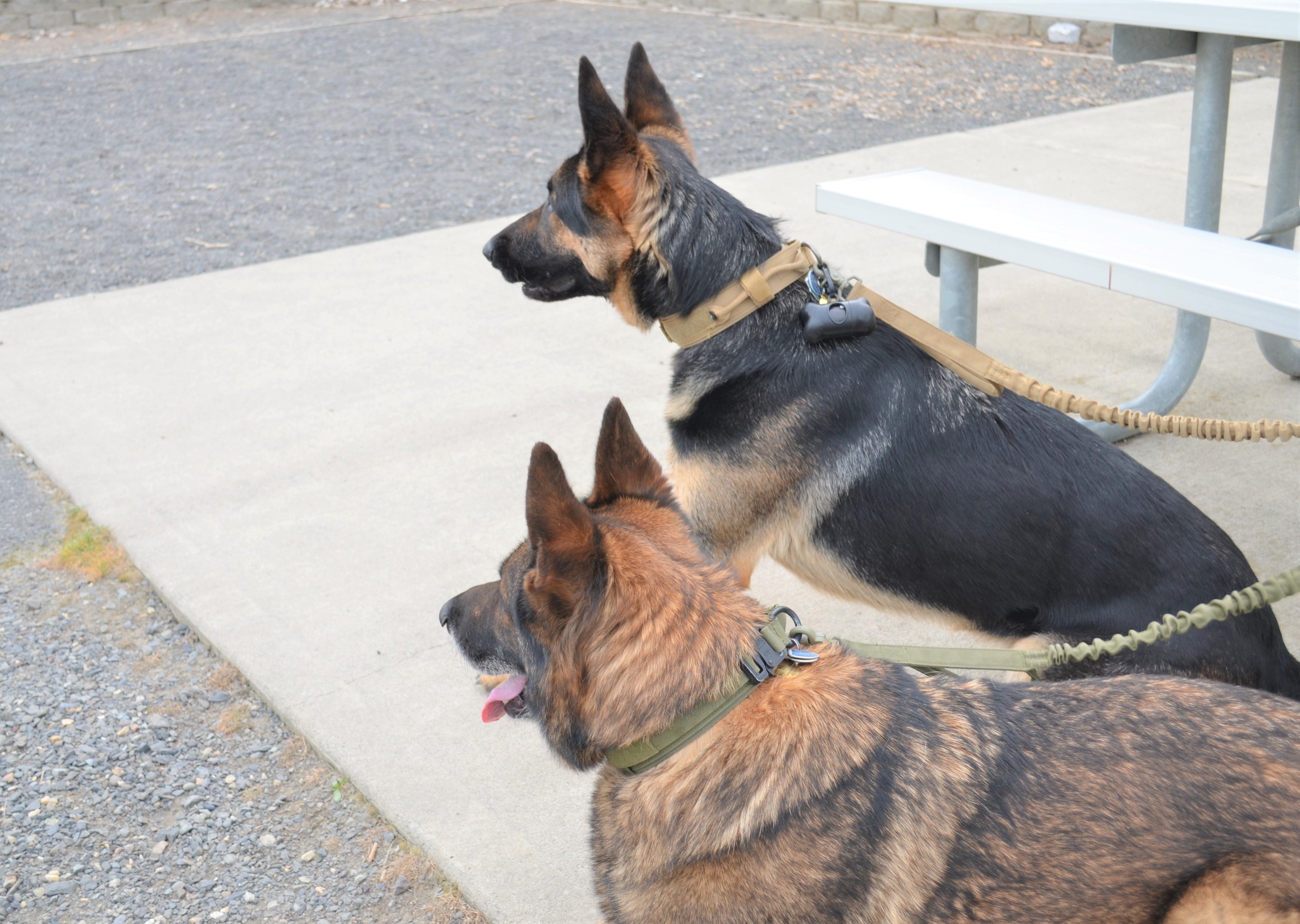 Tactical Dog Harness, Collar, and Leash Set-15