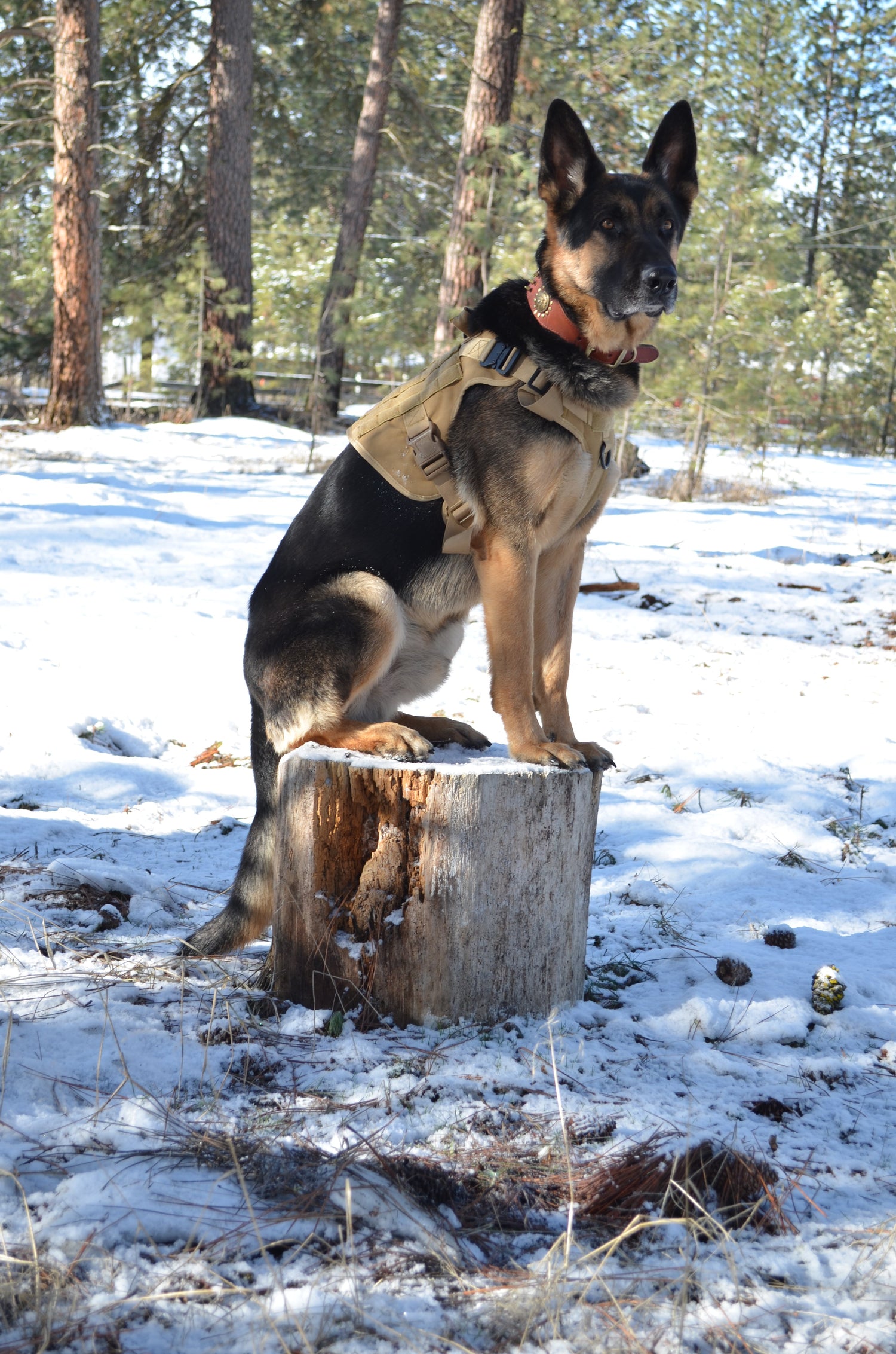 Tactical Dog Harness, Collar, and Leash Set-14