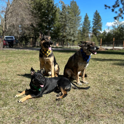 Dog bandanas - Large (set of 4)-11