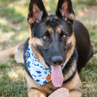 The Paws Corner® Dog Bandana-0