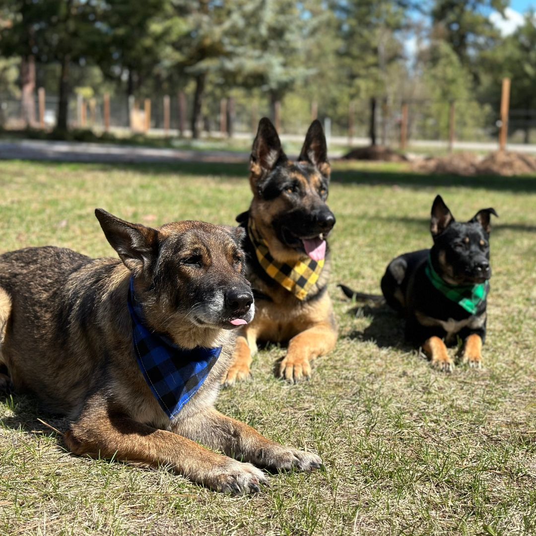 Dog bandanas - Large (set of 4)-1