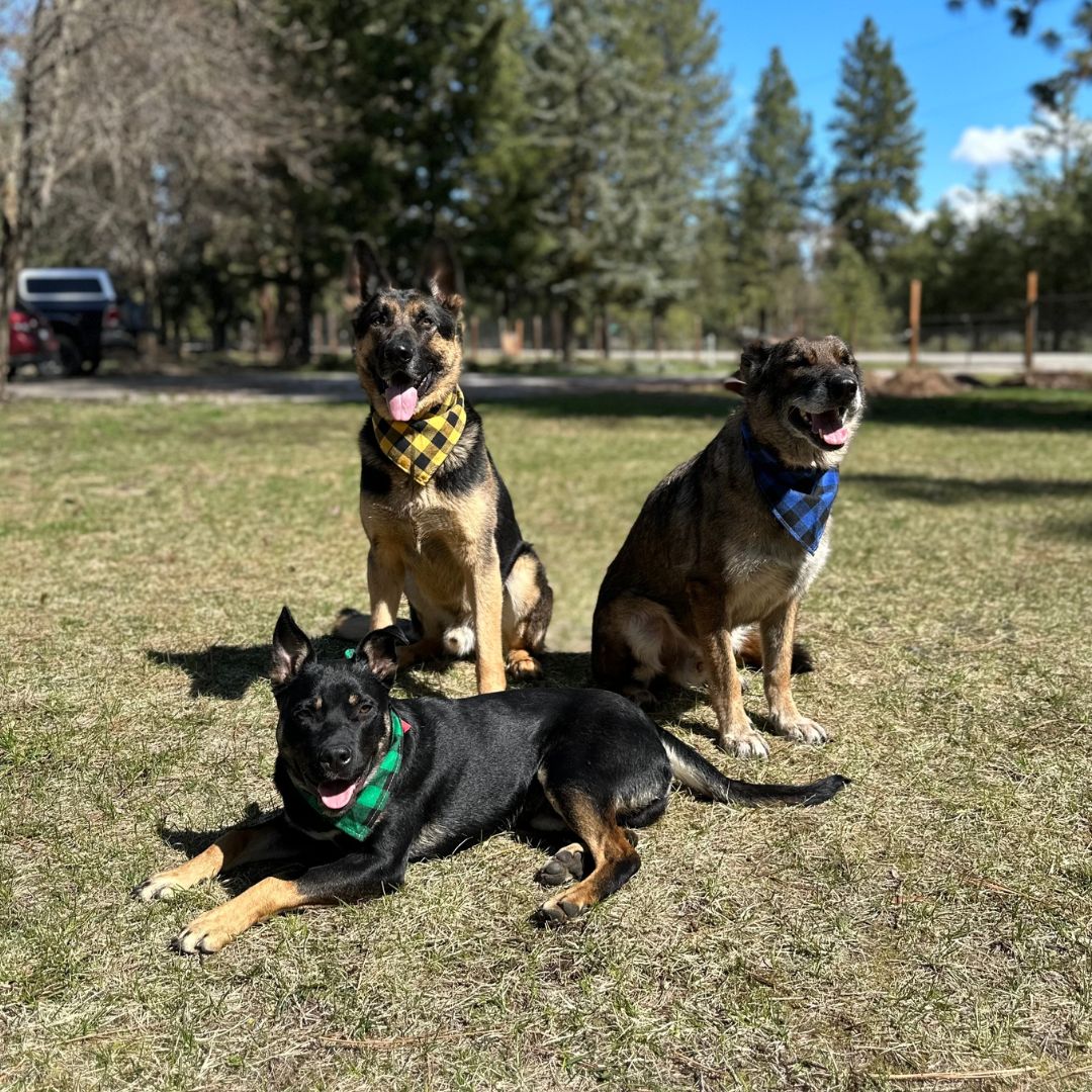 Dog bandanas - Large (set of 4)-3