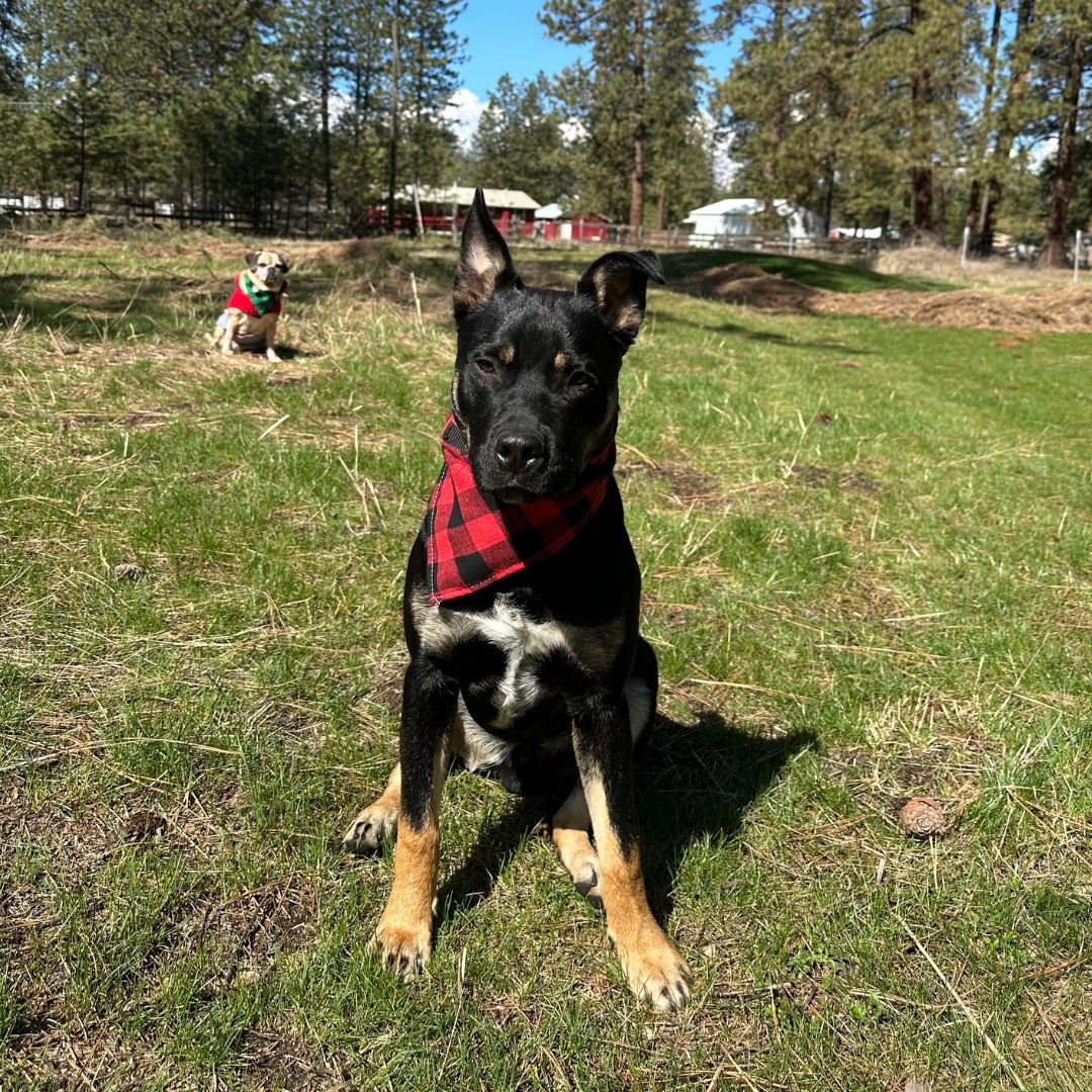 Dog bandanas - Large (set of 4)-5